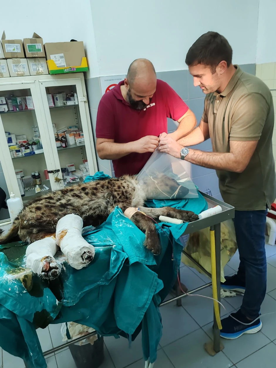 dr Vuk Aleksić operacija hijene