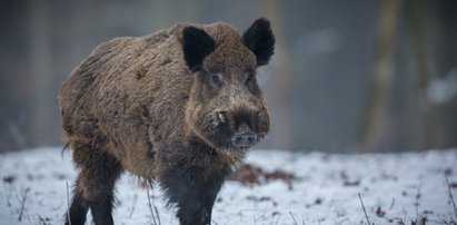 Wrocław. Dzik wtargnął do mieszkania i ranił kobietę! Trafiła do szpitala