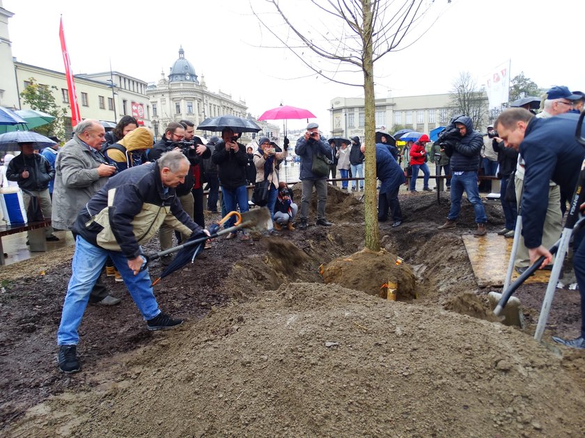 Nowe drzewo w miejscu Baobabu na placu Litewskim