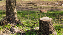 czy w 2026 roku można wyciąć drzewo bez zezwolenia? jaka kara za wycięcie drzewa bez pozwolenia?