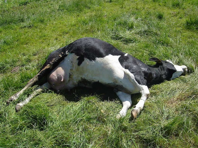 Tajemnicza zaraza zabija krowy