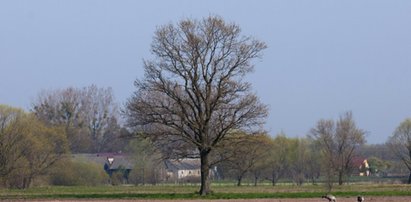 Bioróżnorodność pomaga chronić uprawy przed szkodnikami