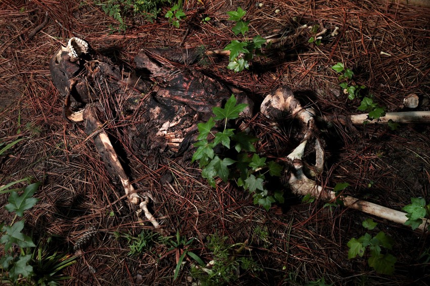 "Farma tela" u Teksasu