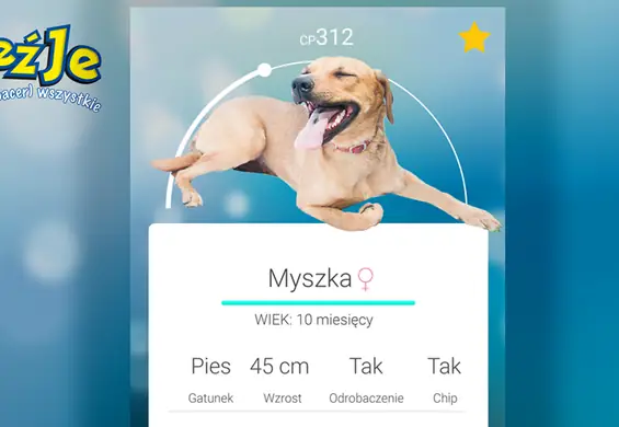 Zamiast Pokemonów, łap psiaki ze schroniska. Świetny pomysł polskiej fundacji