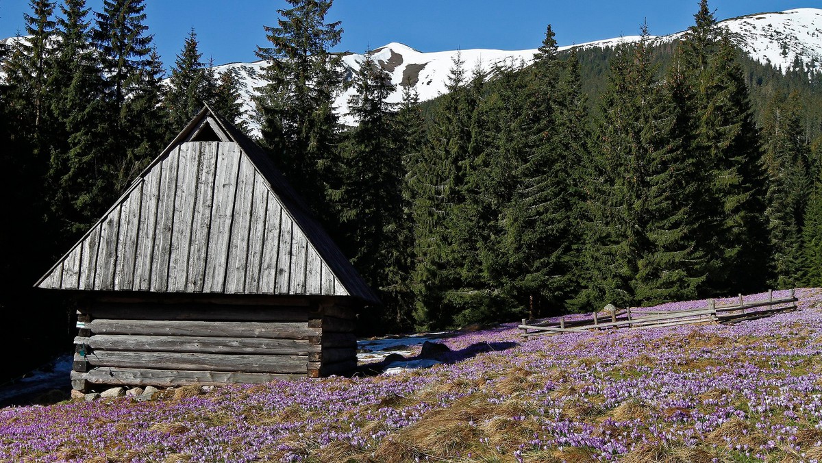 Tego odwiedzający Tatry chyba się nie spodziewali. Turyści podczas spaceru w Dolinie Chochołowskiej byli świadkami, jak jeden z baców prowadzących na tym terenie wypas kulturowy owiec okłada kijem owczarka podhalańskiego.