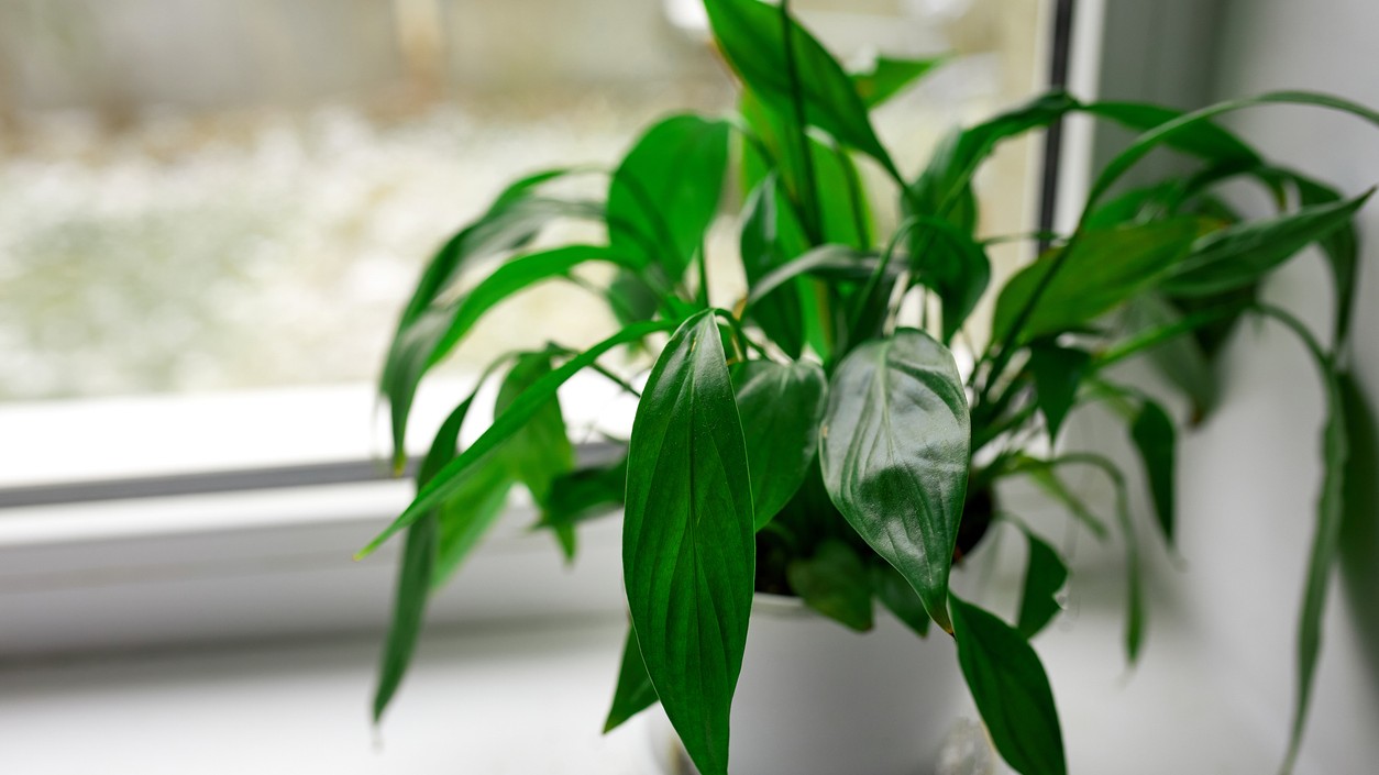 Lopatkovec s pevnými, zdravými listami čaká na ideálne podmienky, aby znovu rozkvitol. 