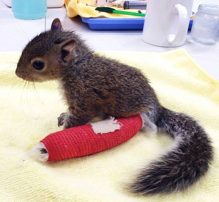 Rehabilitacioni centar je postavio fotografiju ovog malenog glodara na Fejsbuk