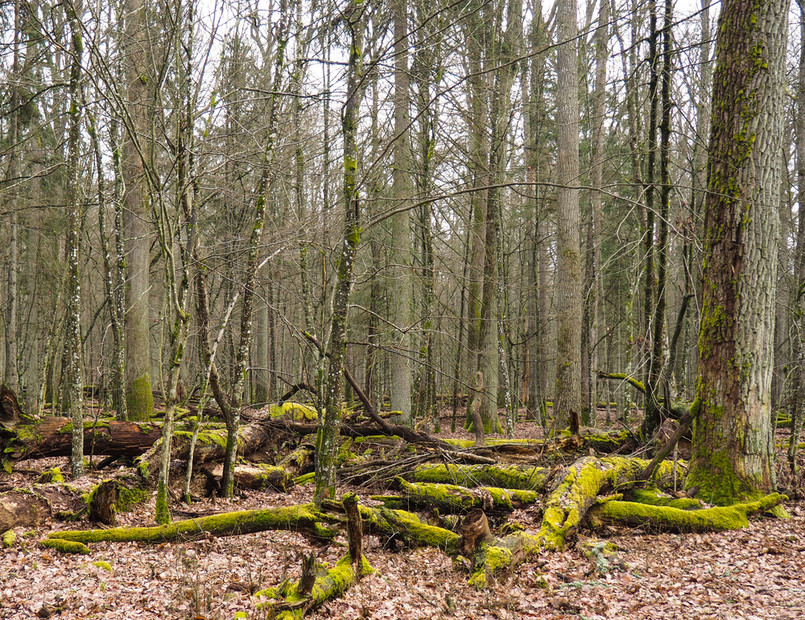 Minister zapewnił, że Puszcza Białowieska dla Polski jest obszarem "wyjątkowo cennym", a wszelkie dotychczasowe działania podejmowane były "tylko z troski o zachowanie go w jak najlepszym stanie dla obecnych i przyszłych pokoleń".