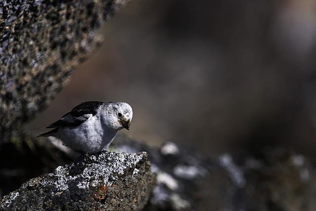 Galeria Wystawa polarnej fotografii przyrodniczej "Ptaki Spitsbergenu", obrazek 10