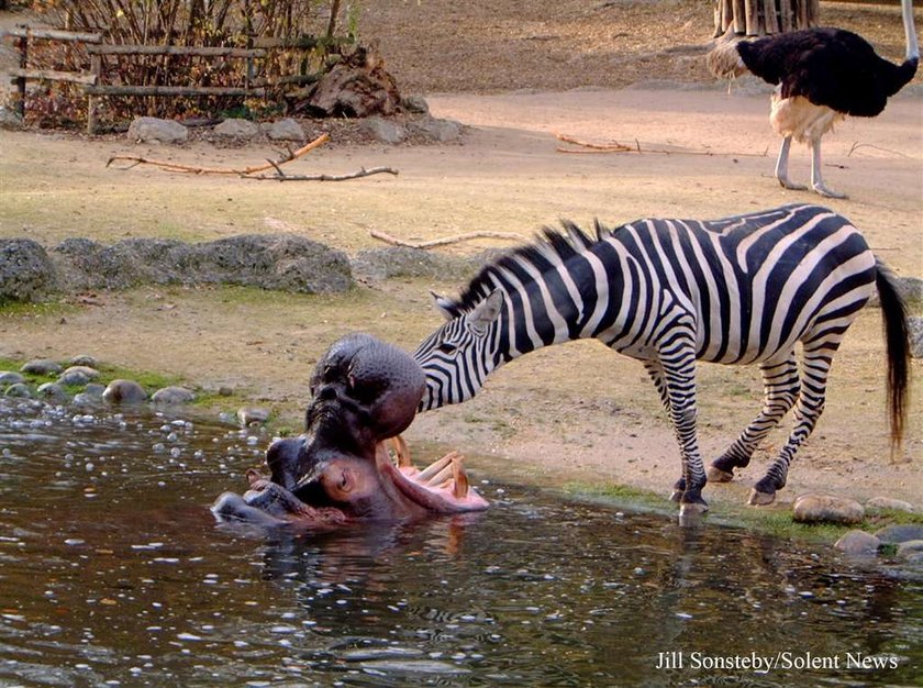 Zebra jak dentysta