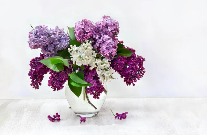 Prema predanju, jorgovan je blagoslovila Presveta Bogorodica, te je otud njegova simbolika posebna