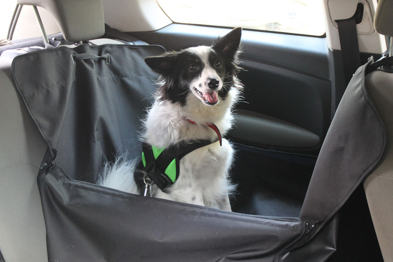 Czy małe psy można przewozić bezpiecznie autem?
