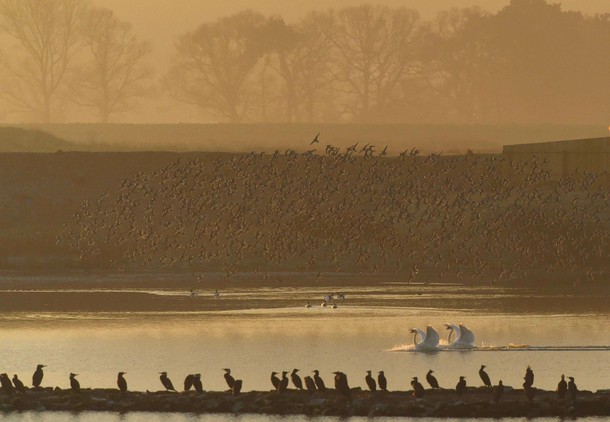 Murmurations of wading birds fly as a pair of swans land along the coastline of The Wash near Snetti