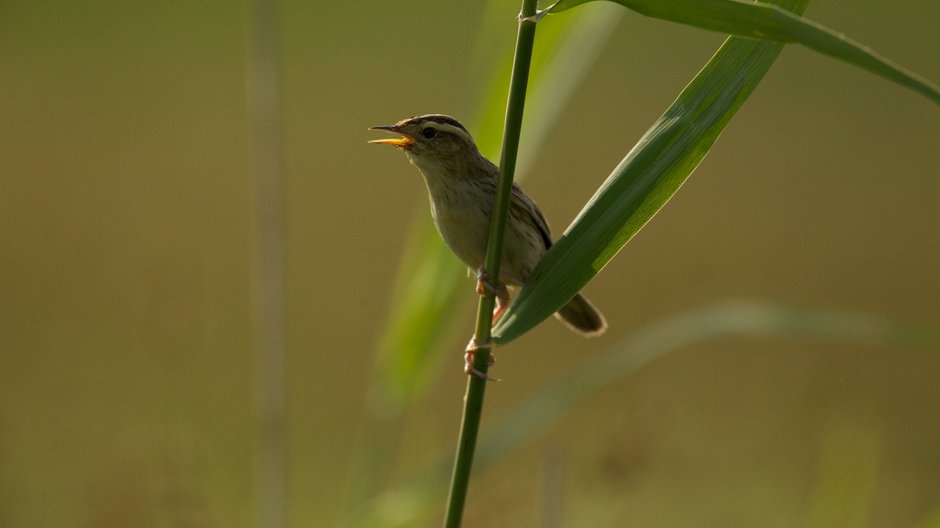 Fot. Zymantas Morkvenas