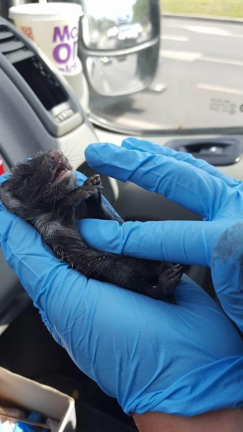 Strażnicy z Animal Patrol ratują jeża