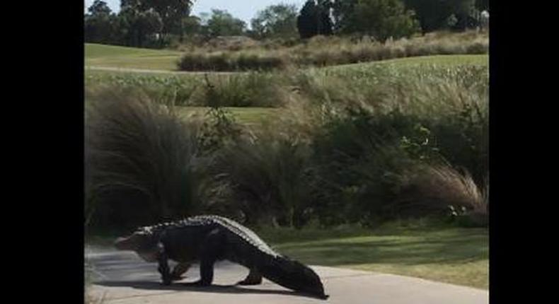 Another huge alligator found strolling on golf course