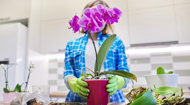 Ezt tegyük az orchidea alá Fotó: Getty Images