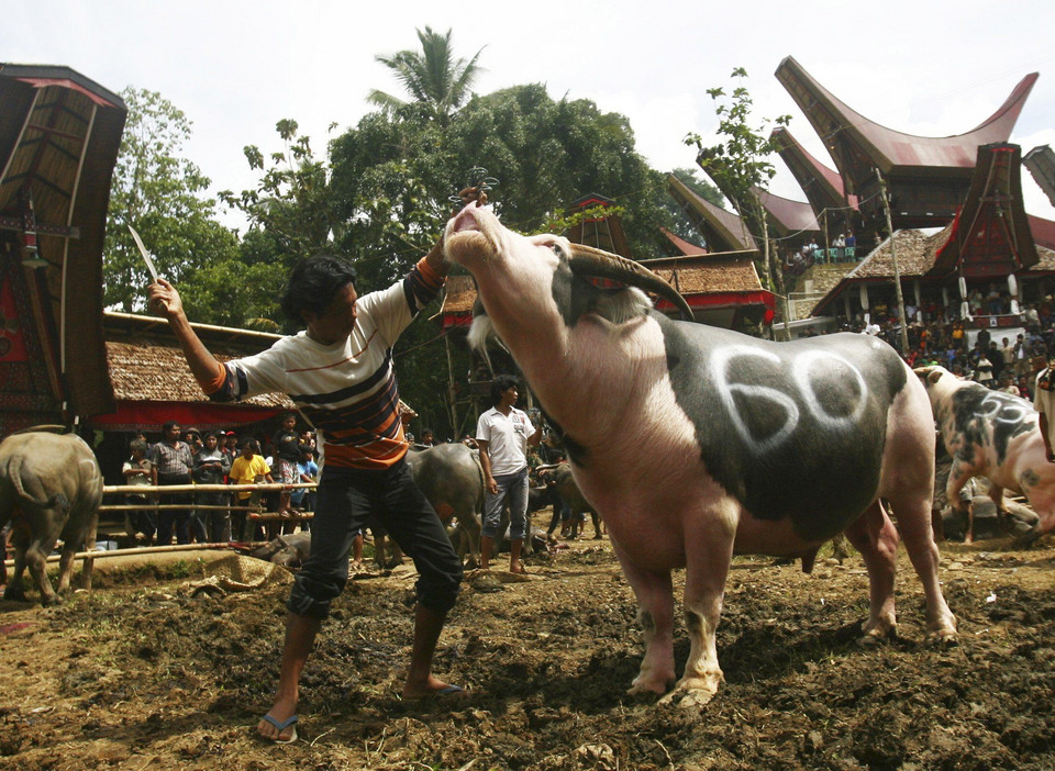 Indonesia - Rambu Solo - krwawy pogrzeb