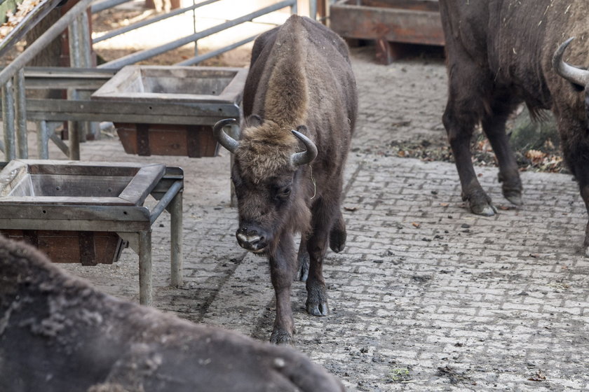 Platanka II w pszczyńskim stadzie