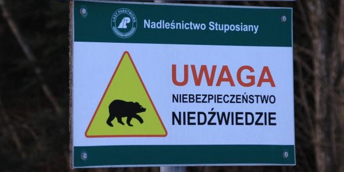 Niedźwiedź zaatakował leśniczego w Bieszczadach. Mężczyzna ma rozległe rany głowy.