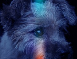 Ten pies to Kraksa, tytułowy bohater nowej płyty zespołu Mikromusic