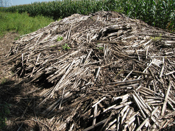 Naturalny proces rozkładu słomy kukurydzianej może być źródłem nowego biopaliwa.