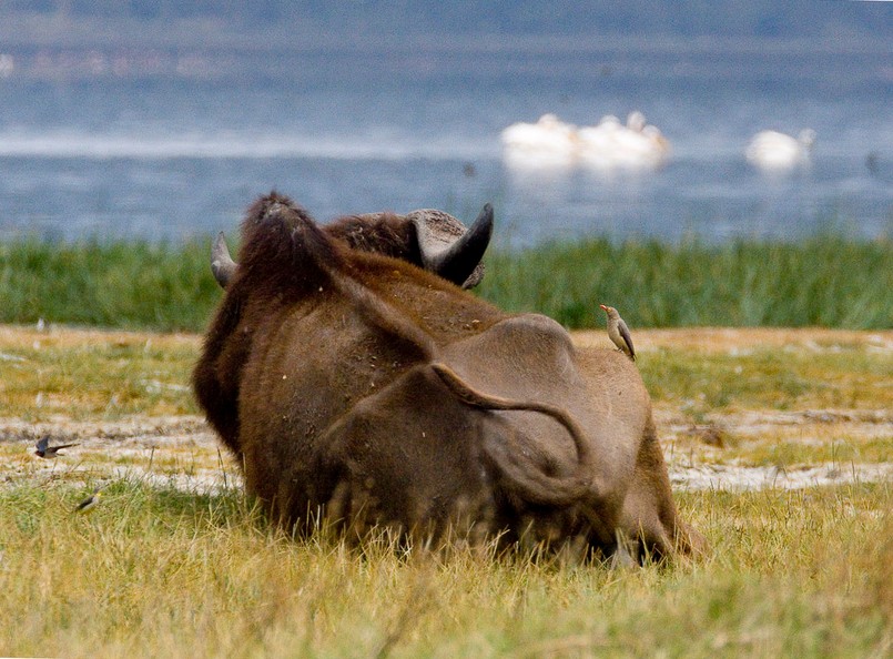 Antyportrety, czyli kenijska fauna o polityce