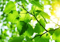 Herbata z liści tego drzewa działa cuda. Rewelacyjnie spala tłuszcz