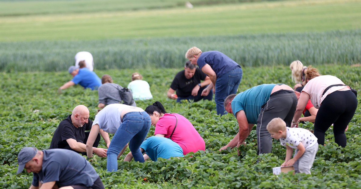 Samozbiory pod lupą fiskusa. Rolnicy zapłacą podatek za rozdane warzywa