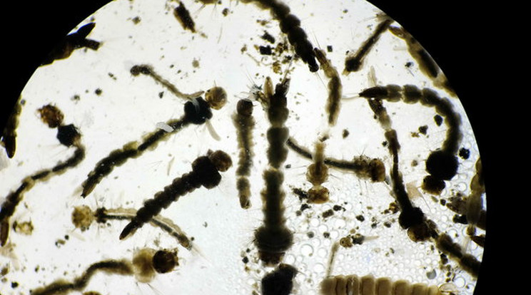 A zikalázat okozó vírust szúnyog terjeszti, de találtak már fertőzöttet, aki szexuális úton kapta el! /Fotó: MTI