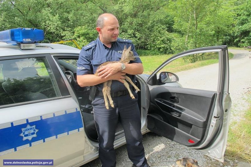 Policjanci uratowali sarenkę