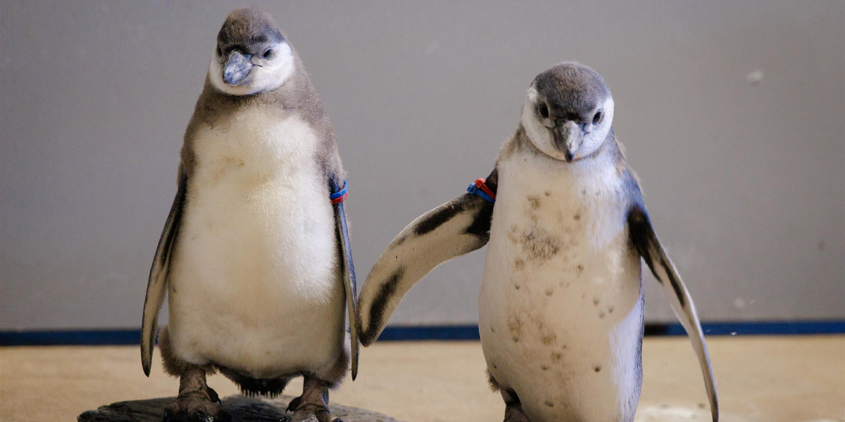 Rodzeństwo pingwinków przyszło na świat w  chorzowski zoo.