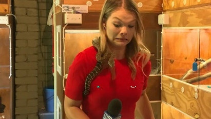 Hát, ez nagyon durva: kígyó támadt a riporter mikrofonjára – videó