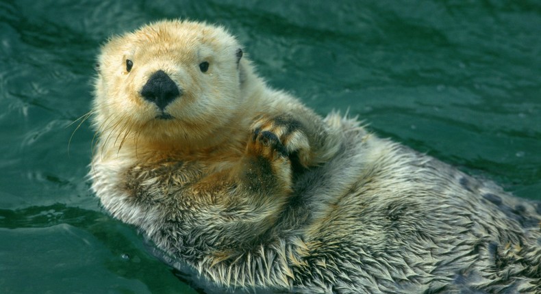 Sea otters had disappeared from Washington, Oregon, and other parts of the US until scientists relocated them to save them from a nuclear weapon test.Kevin Schafer/Getty Images