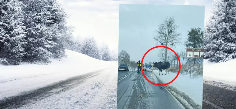 Łoś zablokował ruch na DK 51. Skusiła go jedna rzecz. Na nic nie reagował