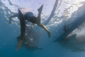 Rybacy karmią wielkie rekiny prosto z ręki