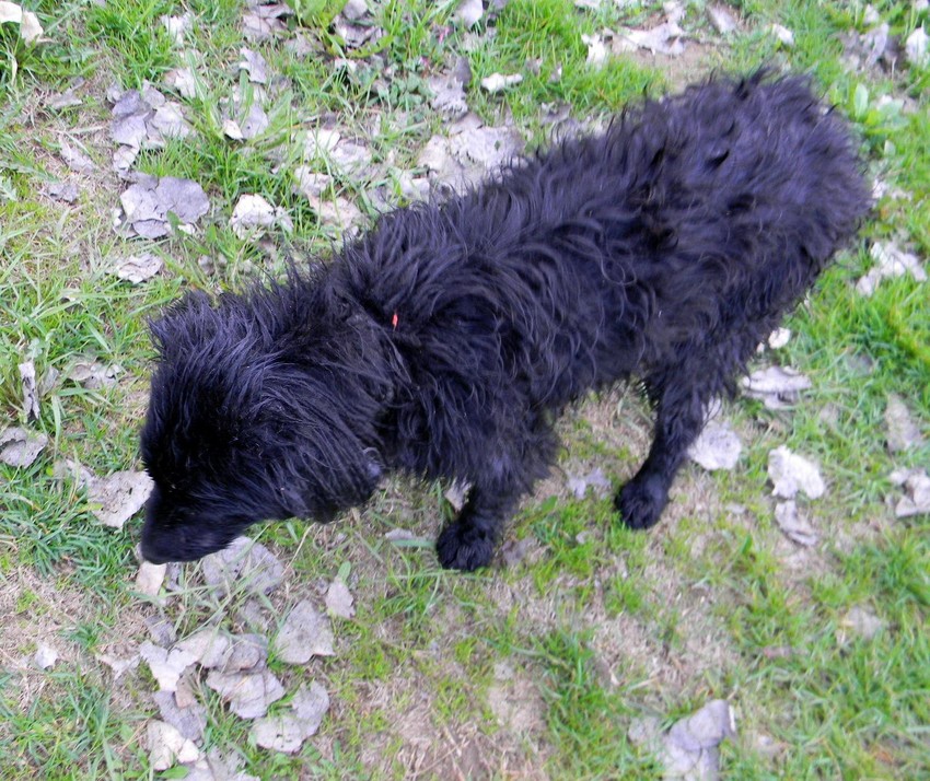 Ubrzo su primetili da ženka oko vrata ima crvenu traku i da je povređena