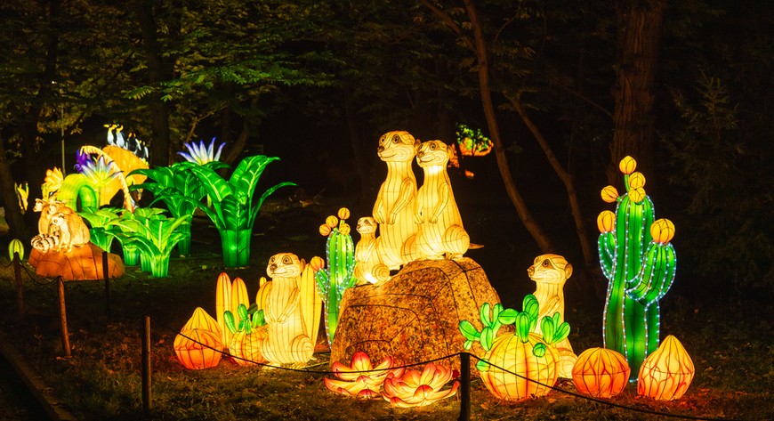 Efektowne lampiony będzie można podziwiać do 3 marca. Zawsze po zmroku, po zamknięciu ZOO.