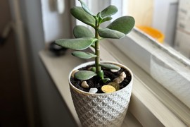 Stručnjak za cveće Dejan Dragićević otkriva NAJVEĆU OPASNOST kod nege Drveta novca: "Zbog OVE GREŠKE lišće postaje žuto i opada"