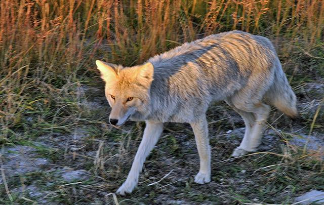 Galeria USA - Park Narodowy Yellowstone, obrazek 20