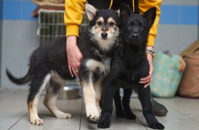 Wrocław otacza opieką bezdomne psy i koty. Nowy program