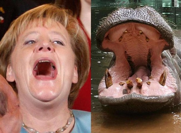 Memy Angela Merkel Hipopotam