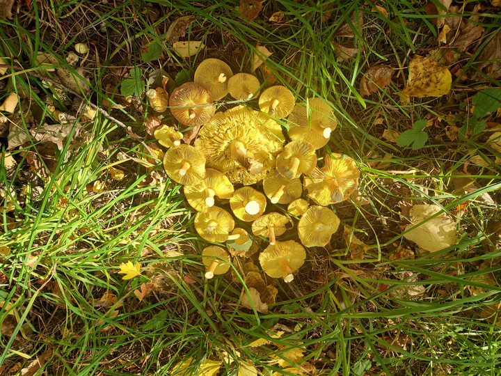 Gąski liściowate mają charakterystyczne żółte blaszki