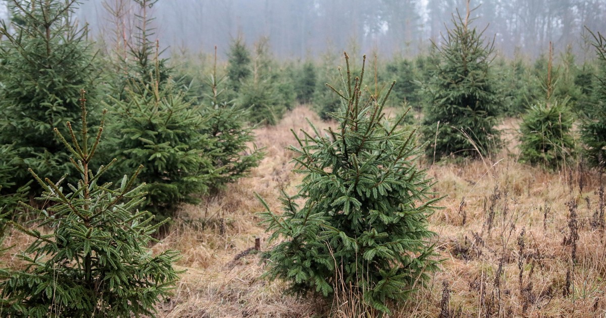Choinka prosto z lasu. Leśnicy pokazują, gdzie można ją wyciąć