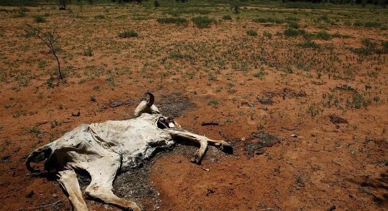 The carcass of a cow lies in a field in Disaneng village outside Mafikeng, South Africa, January 28, 2016. REUTERS/Sydney Seshibedi