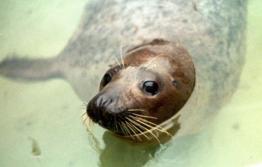 Prof. Krzysztof Skóra nie żyje. Był twórcą fokarium w Helu