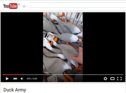 Armia kaczek podbija Internet [WIDEO]