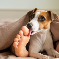 Miért nyalogatja a kutyám a lábamat? Az állatorvos szerint ezeket jelentheti