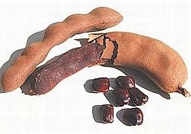 tamarind-d00001084582f92c661ec