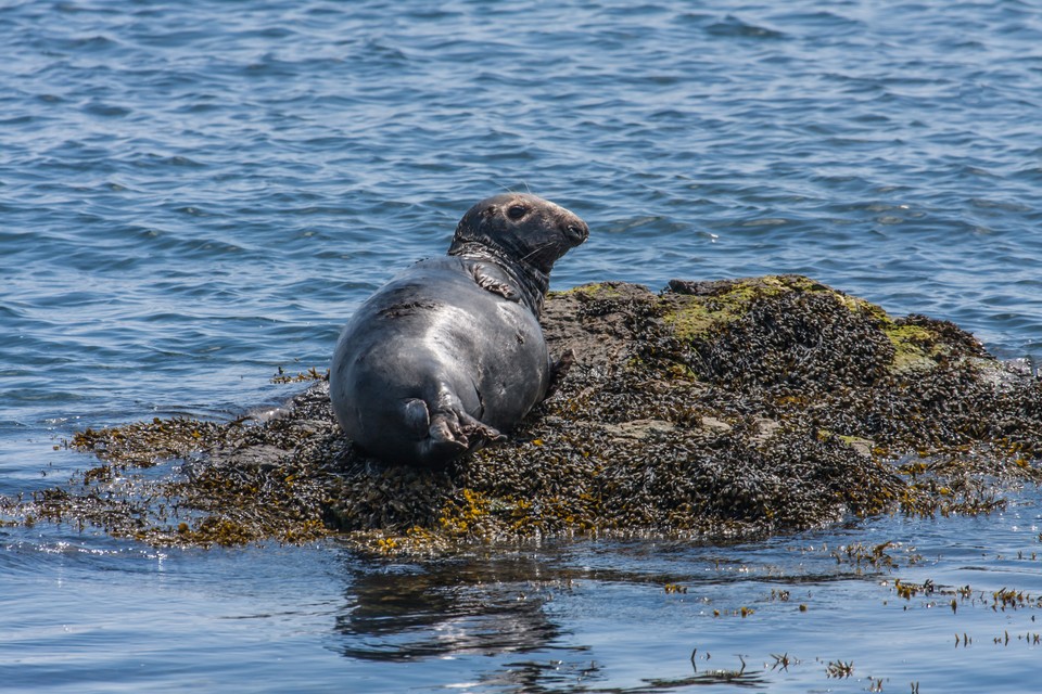 Bardsey Island